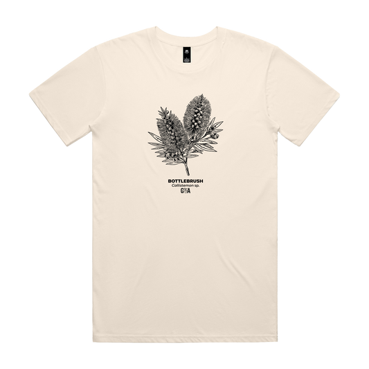 Bottlebrush Callistemon sp. Ecru Tee