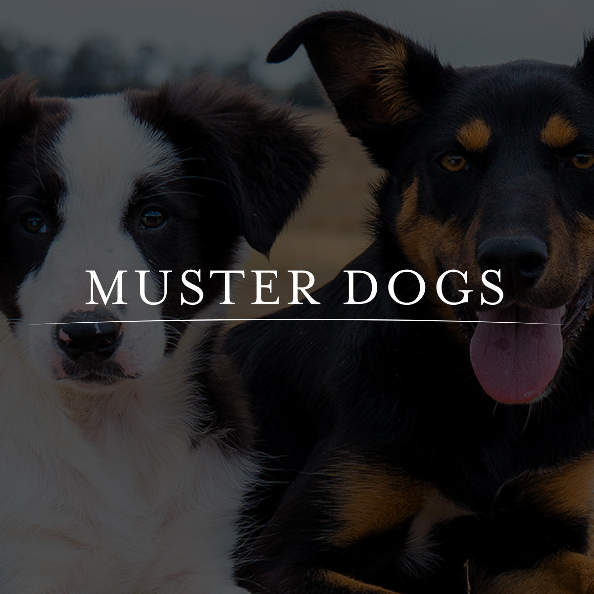 Muster Dogs