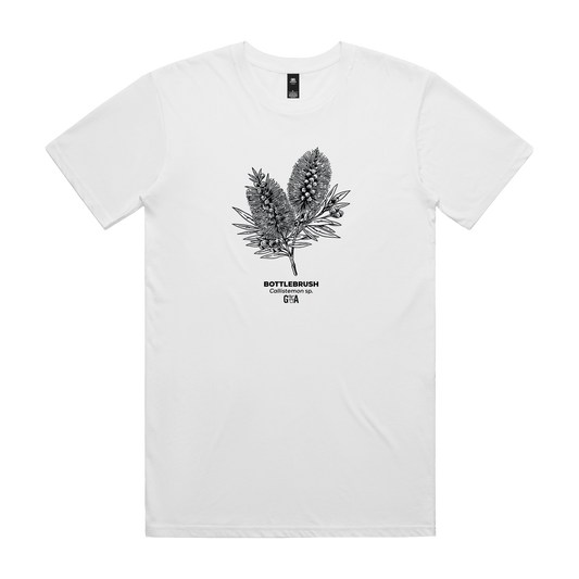 Bottlebrush Callistemon sp. White Tee