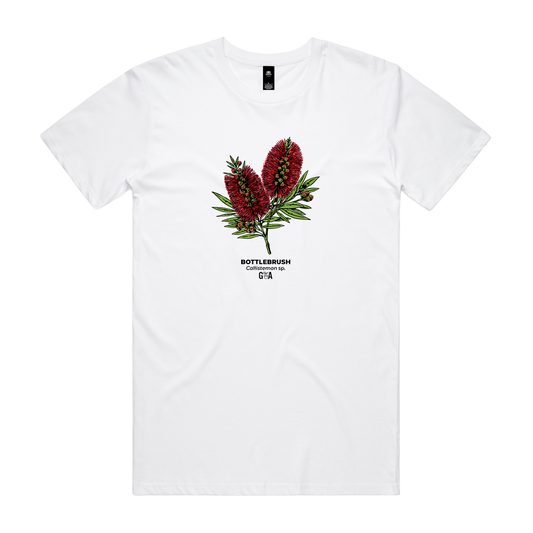 Bottlebrush Callistemon sp. Coloured Tee White