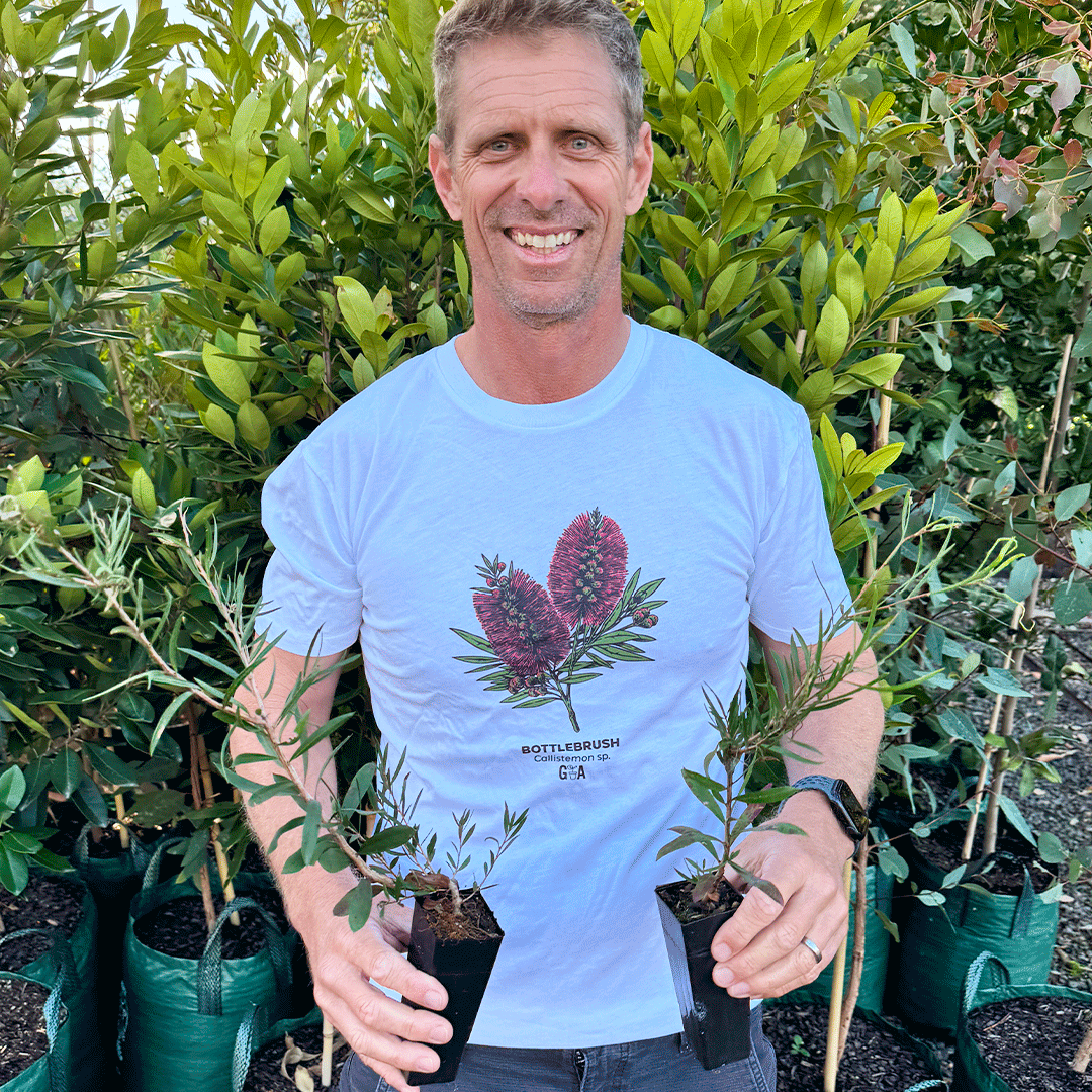 Bottlebrush Callistemon sp. Coloured Tee