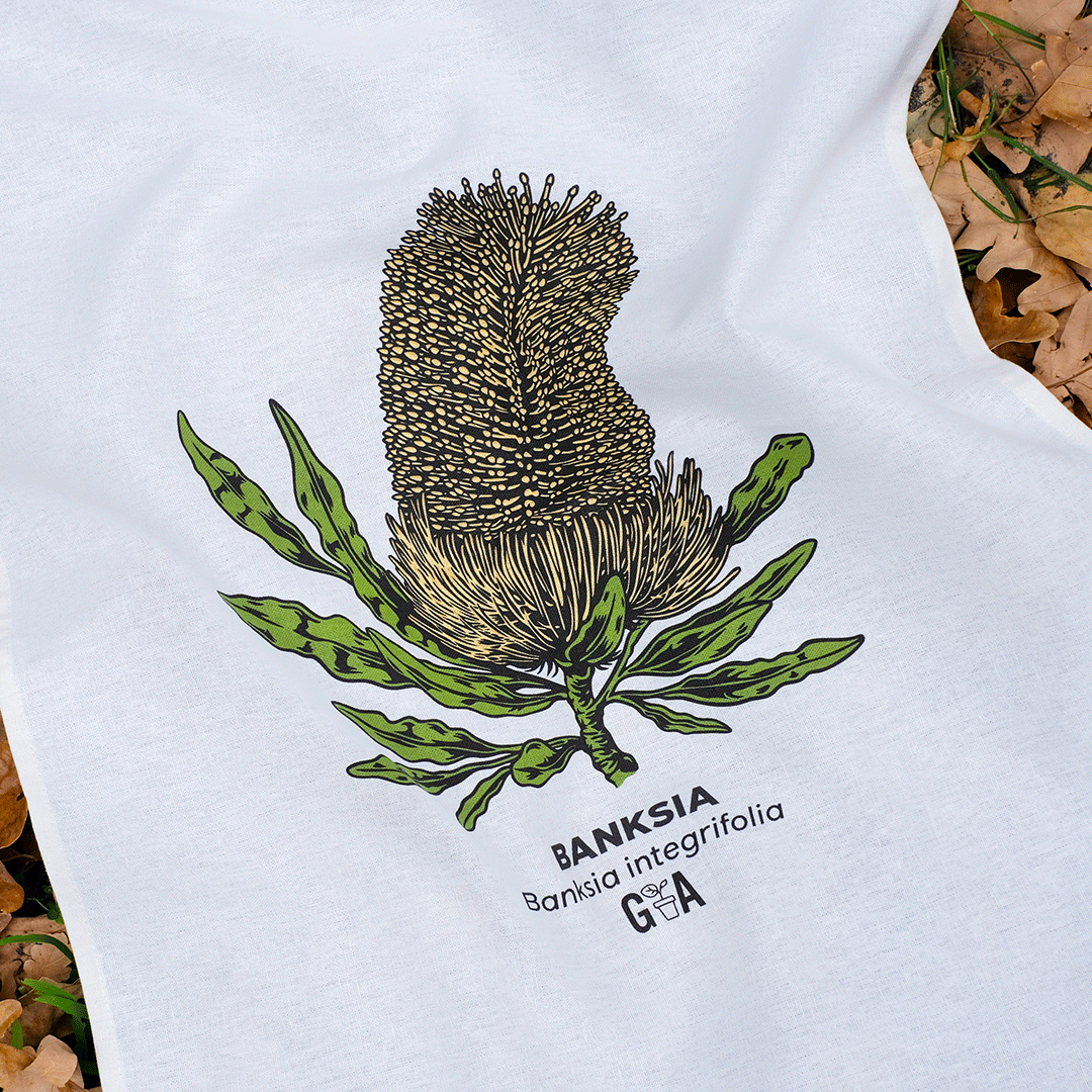 Banksia integrifolia Coloured Tea Towel